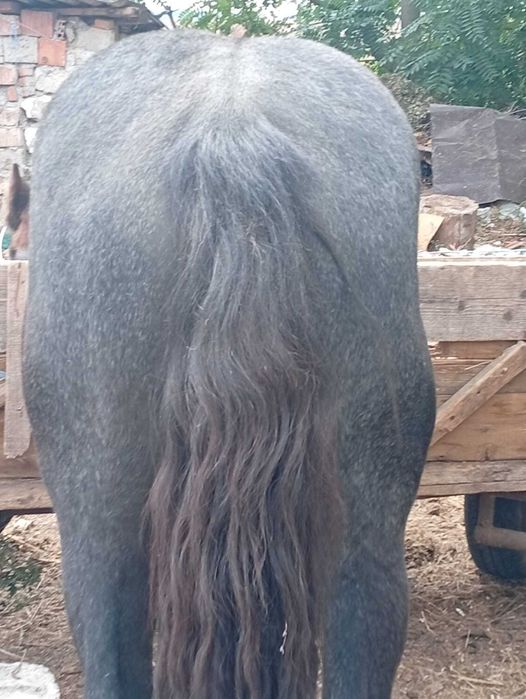 mânz de vânzare persheron