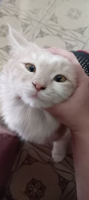 Yaxshi qollarga bereman  qiz , yuragi mexribin odamlar uchun