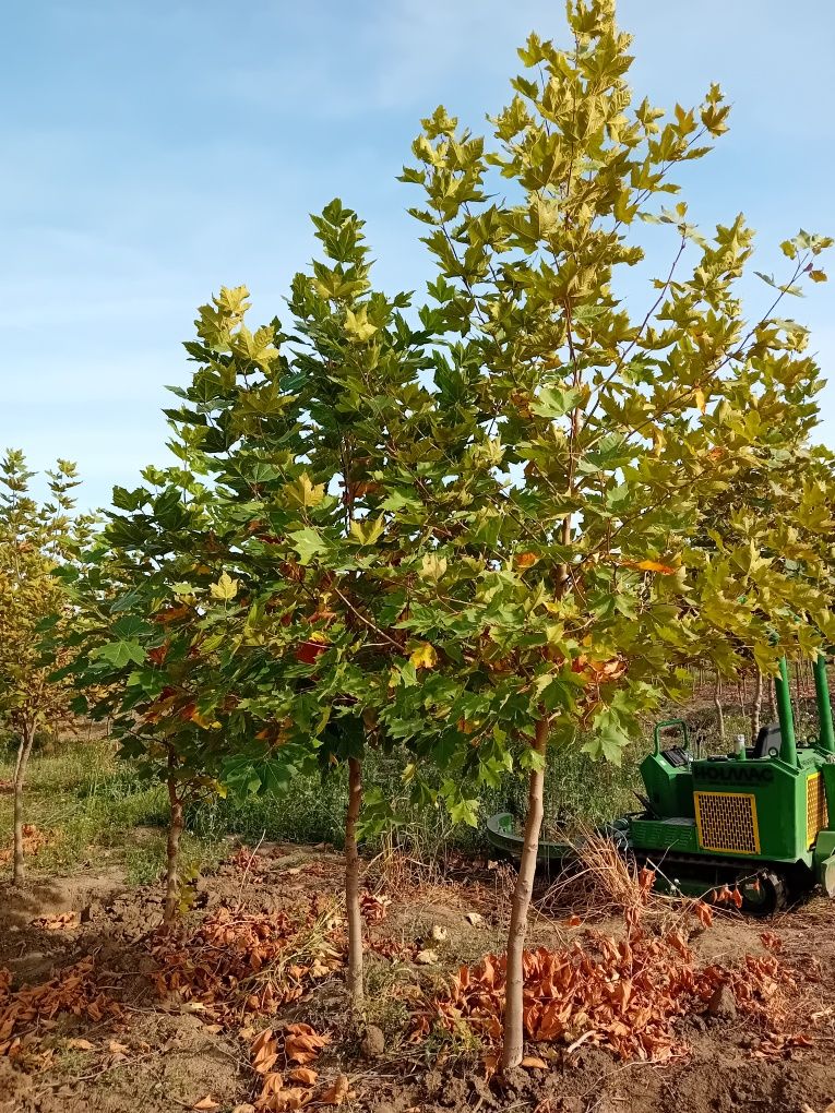 Pepinieră cu platani copaci ornamentali foioase