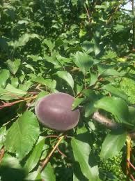 Cais deosebit printul negru