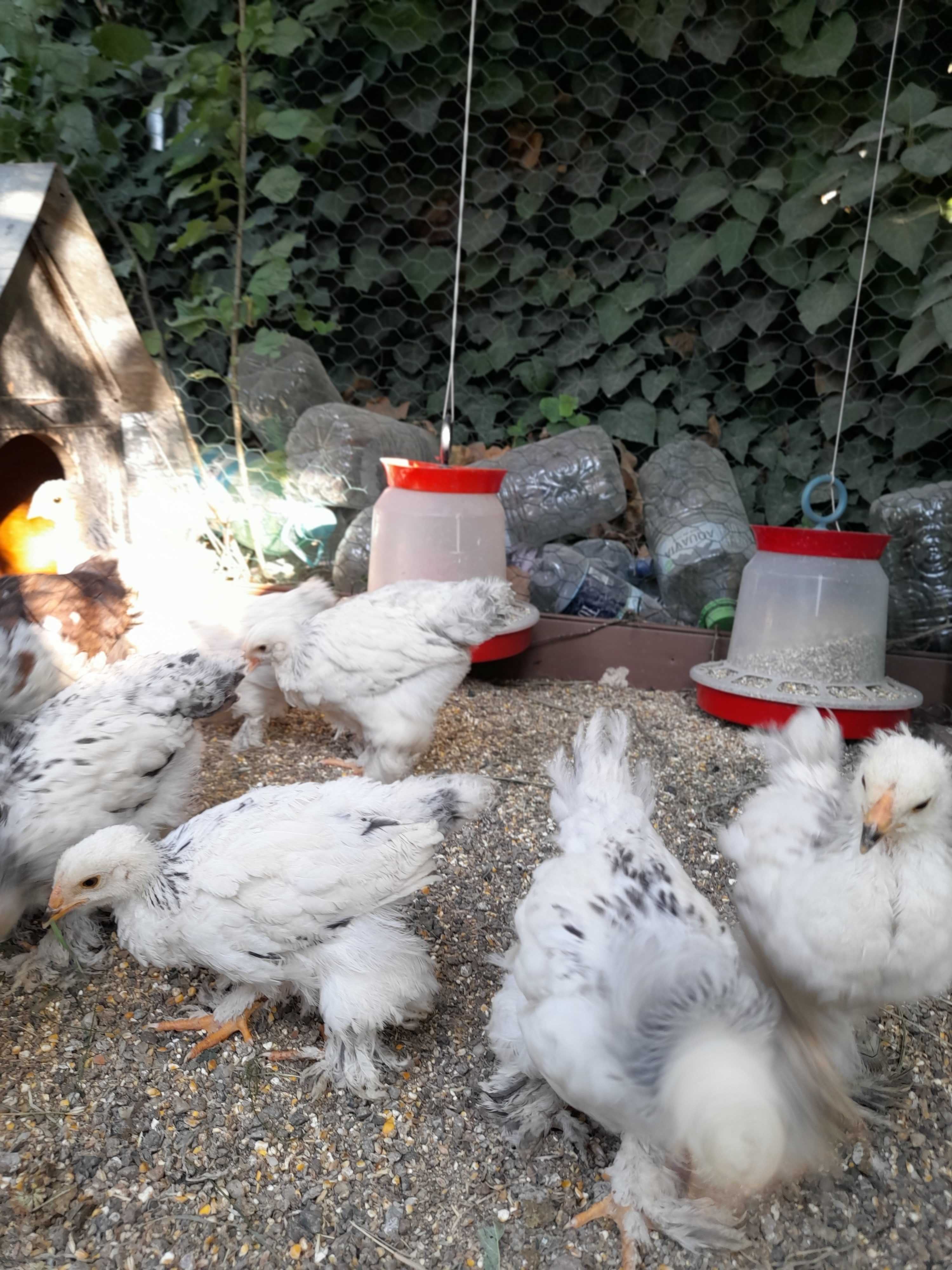 Pui Brahma HD de 8 saptamani