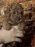 Poodle toy red dark- cu pedigree