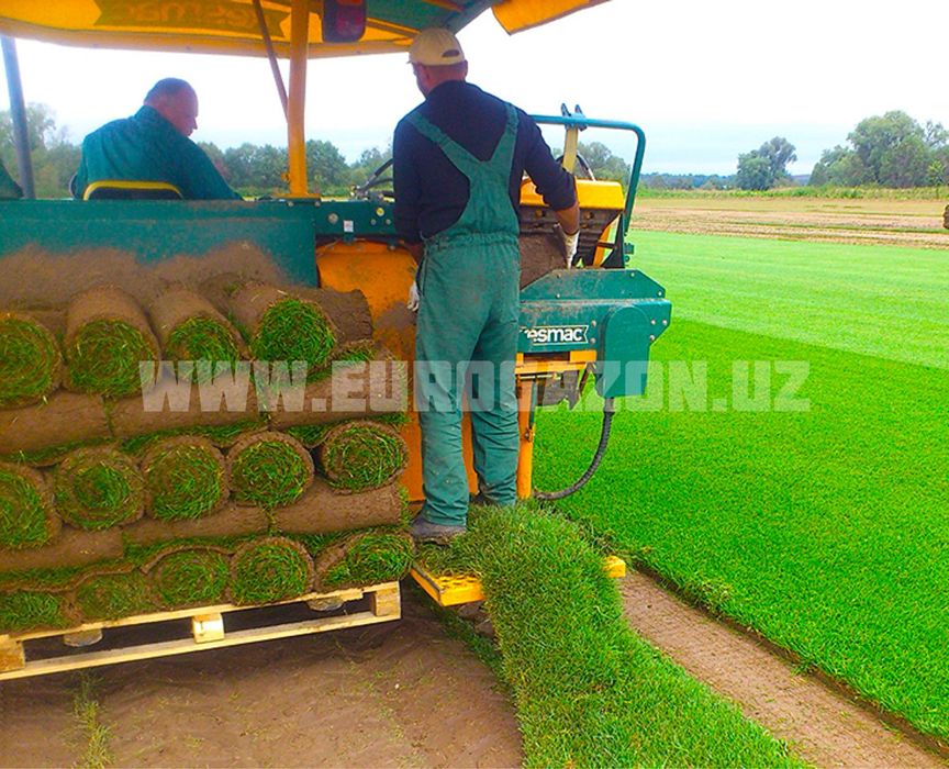 Готовые рулонные газоны прямо с плантации