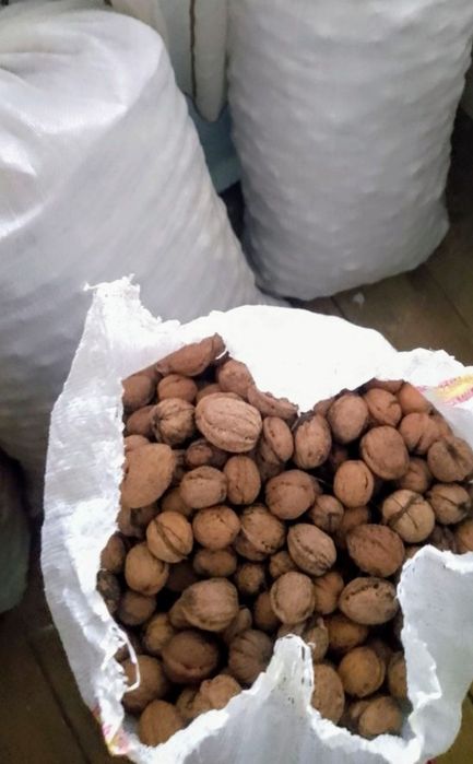 Avem nuci de vânzare de anul acesta 6 Lei kilogramul