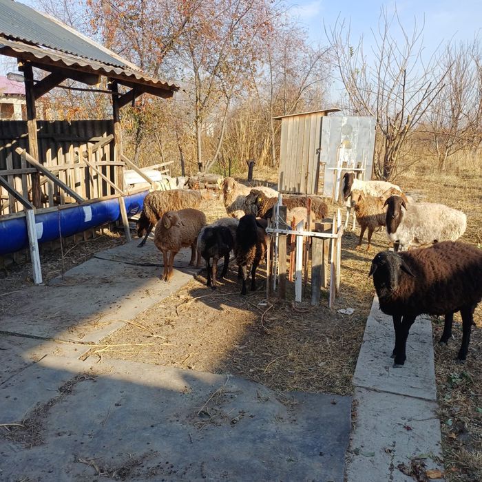 Домашние овцы,маленькие большие