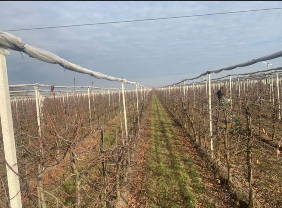 Toaletari pomi fructiferi  tranport crengi