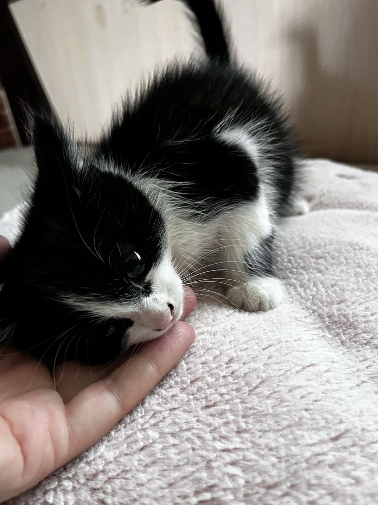 Котята , кошки , котёнок