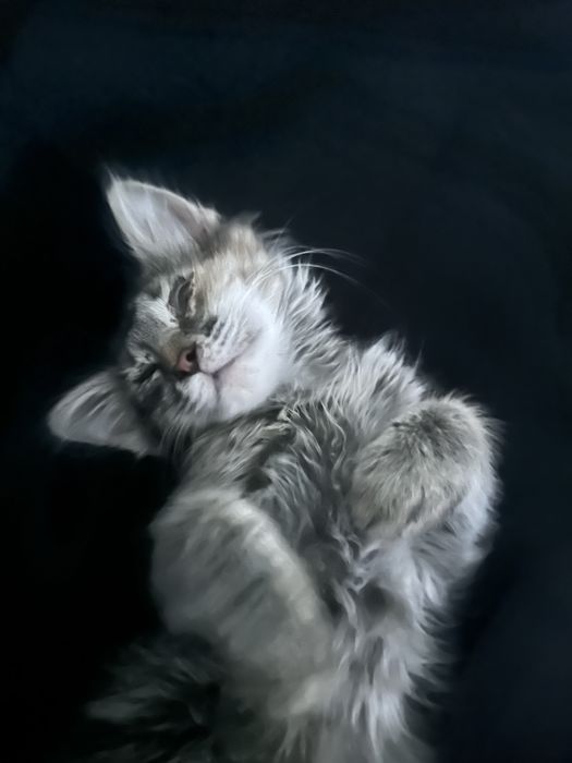 Мысқтың баласы бар үйретилген 2 айлық.