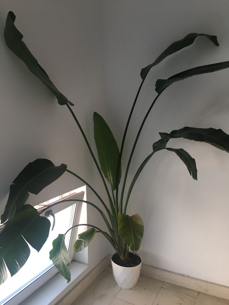 Strelitzia - Pasarea paradisului 220 cm