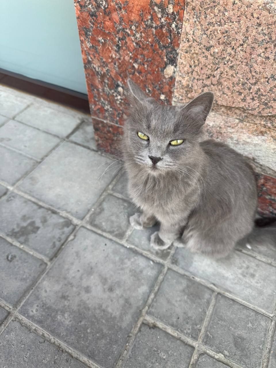 В хорошие добрые руки породистую кошку