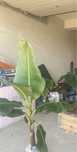 Planta bananier