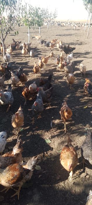 Găini de vânzare tinere