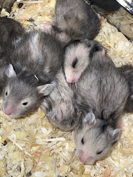 Pui de hamsteri pitici , sanatosi , 35 lei/bucata