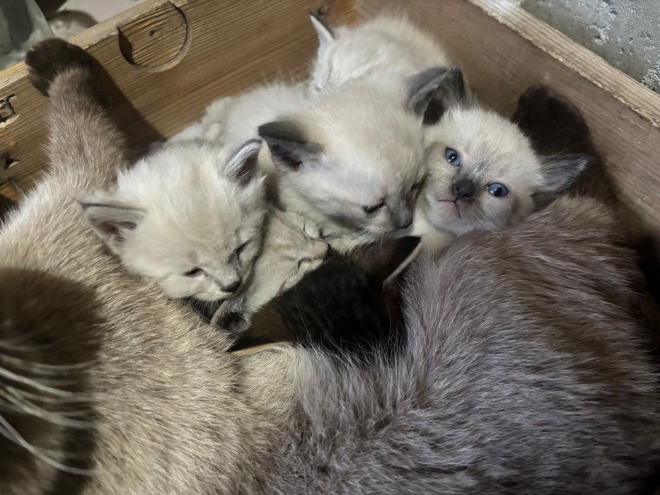 Отдам котят в хорошие руки