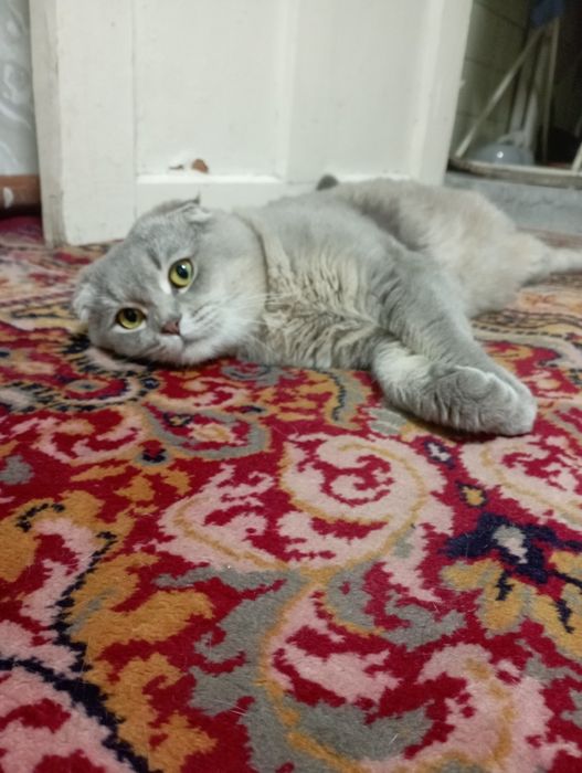 СОТИЛМАЙДИ !!!  Шу мушукка келин керак