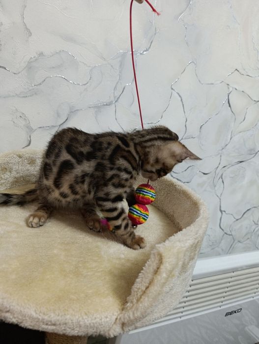 Бенгальский котенок мальчик