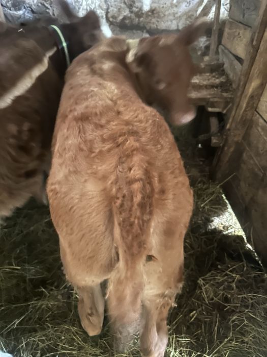 Vand doue vitele intarcate una angus si baltata