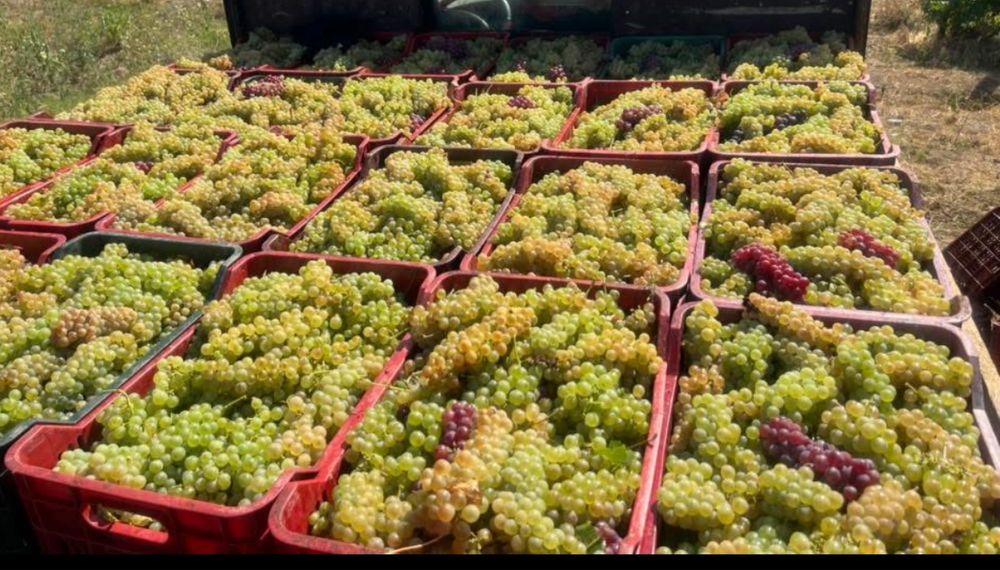 Vand struguri de vin