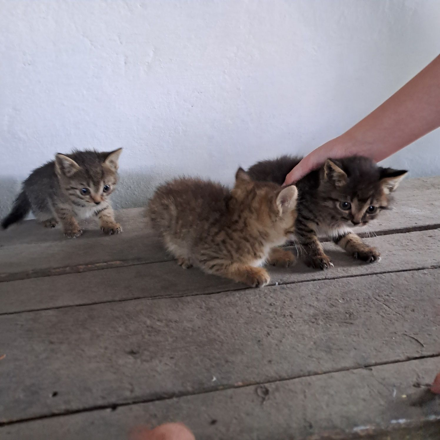 Котята даром в добрые руки
