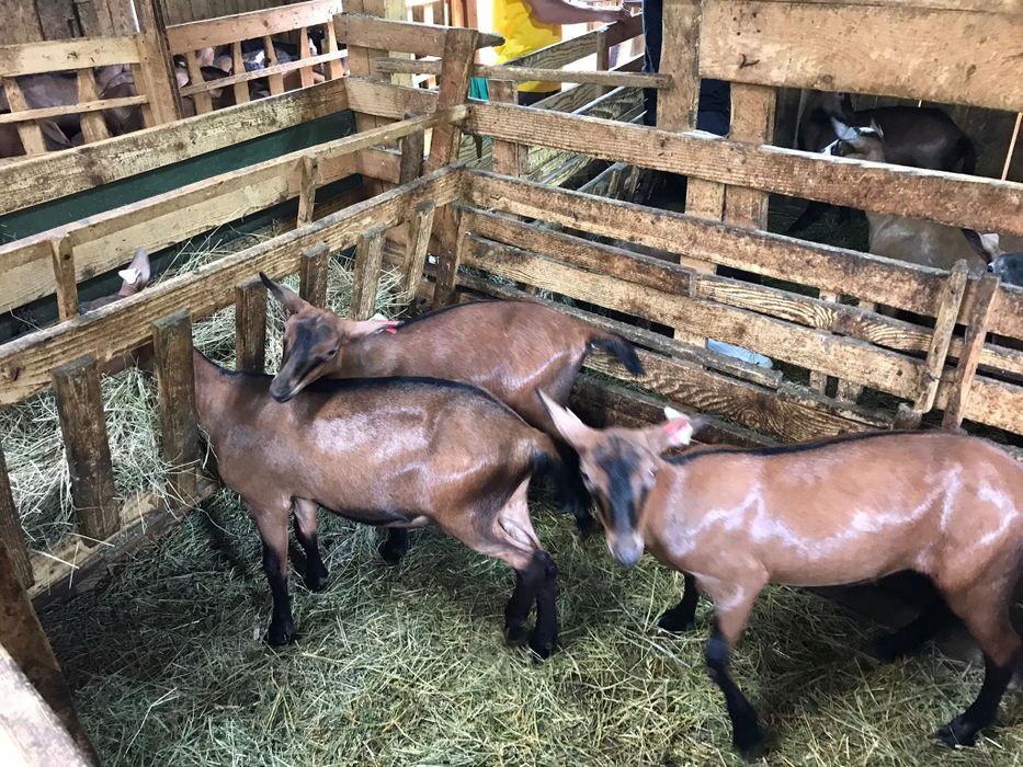 Vând 6 capre Alpini Fracezi