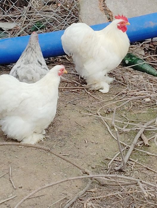 Oua cochinchina pitic