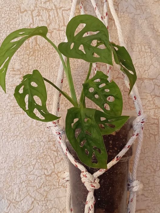 Комнатные растения.