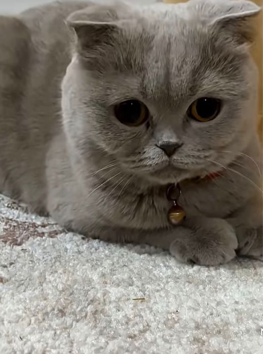 Pisica Scottish fold