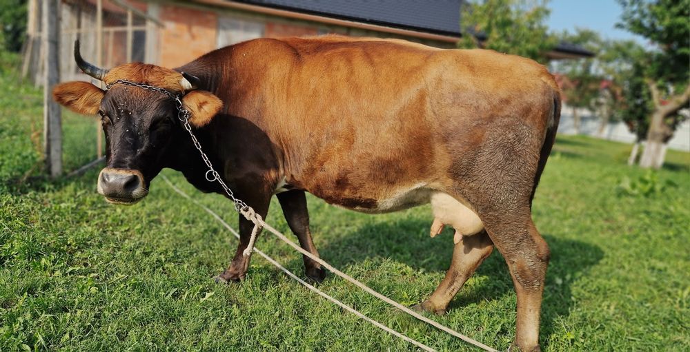 Vând vaca blândă!