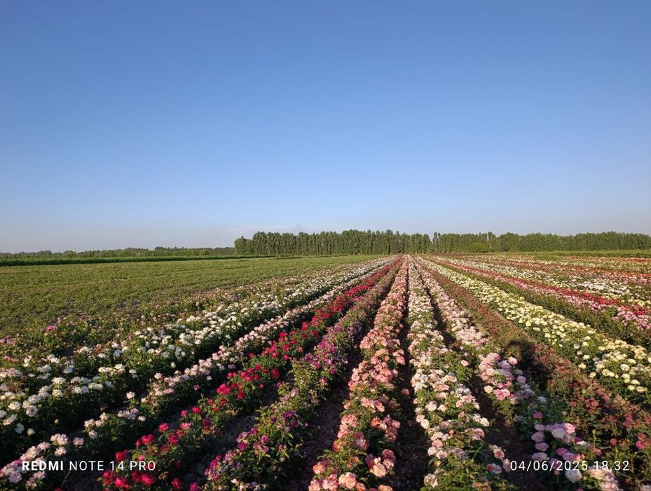 Atirgul sotiladi45 hil so'rti bor