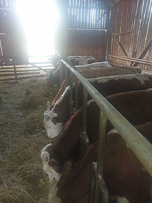 Vitel 15 buc de vanzare