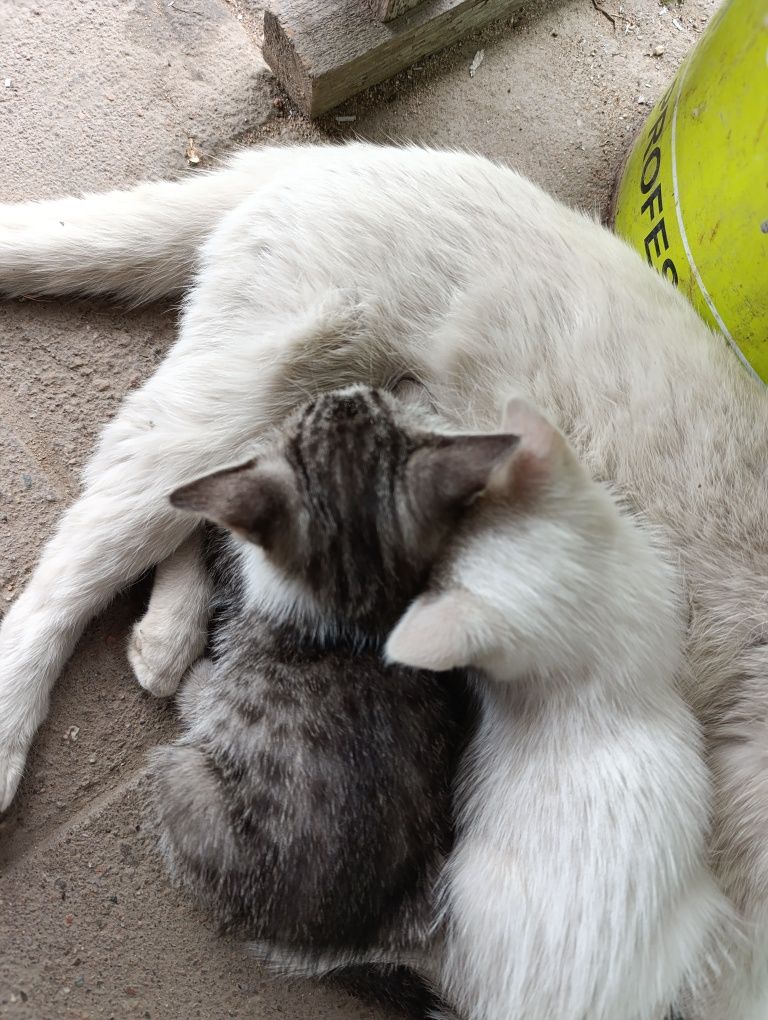 Отдам бесплатно котят мышаловов