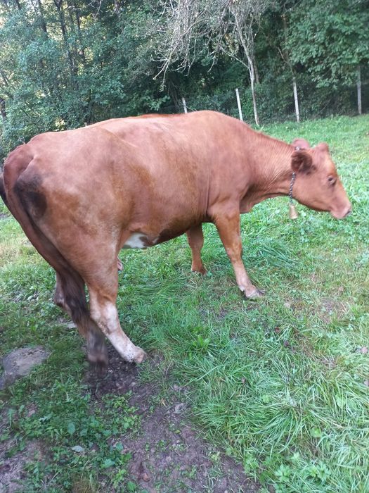 Vaca de vanzare .