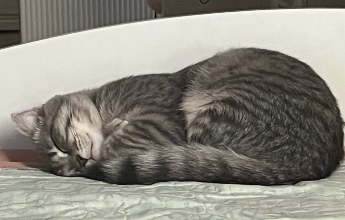 Шотландский вислоухий кот