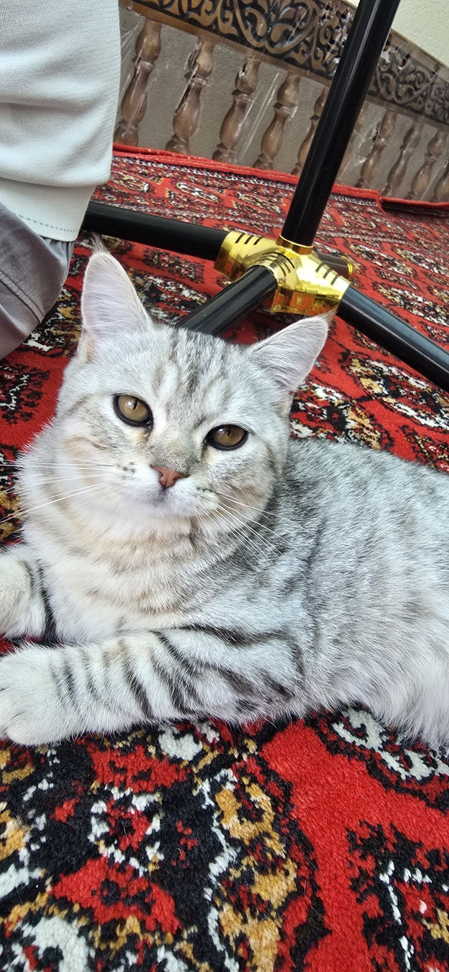 Mushuk shotesh strayt. Shinshila