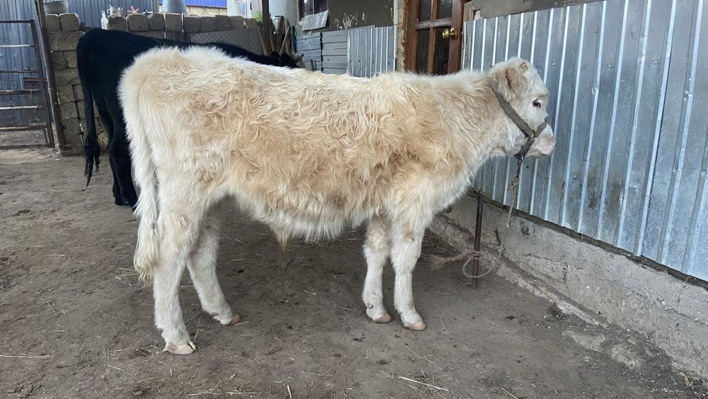 Еркек баспақ сатылады