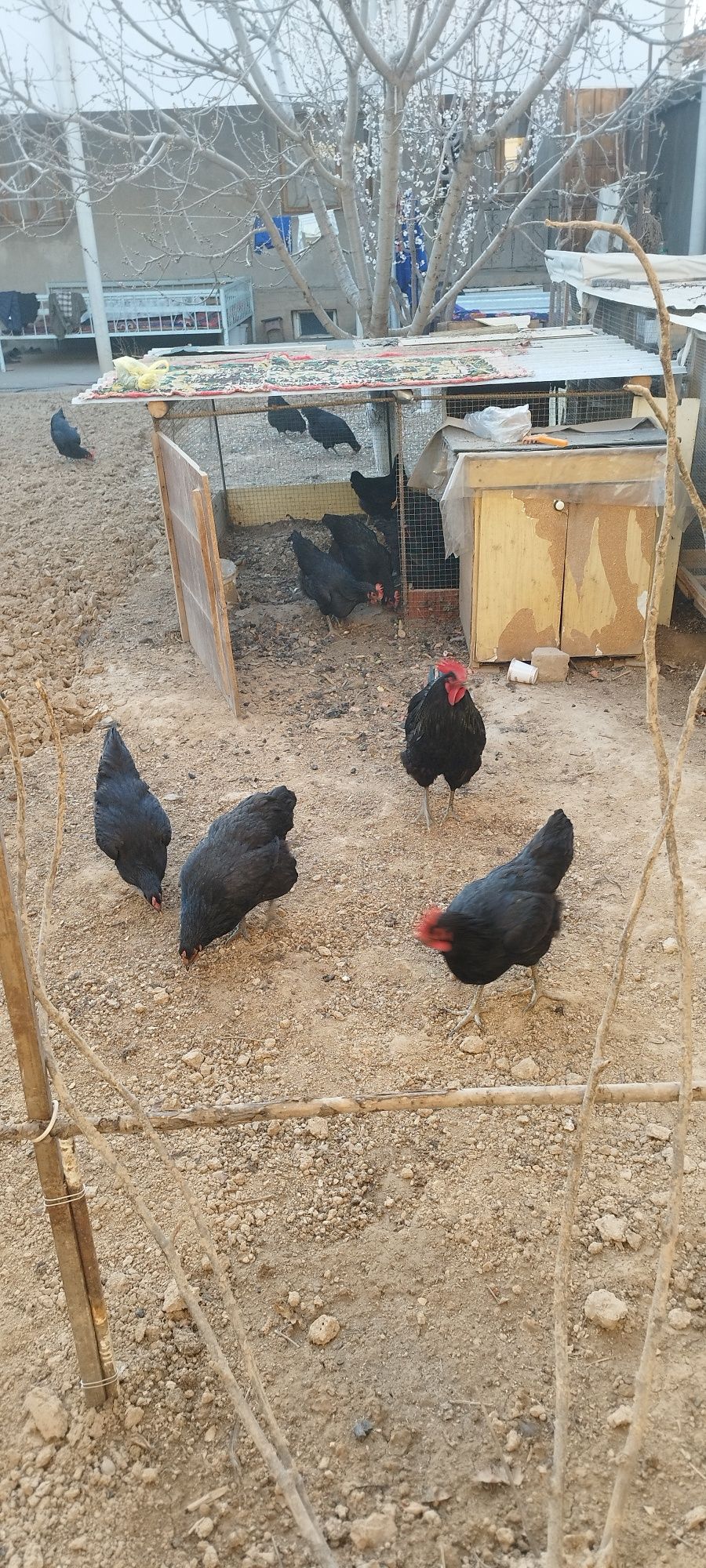 Toza qon Qora shahzoda