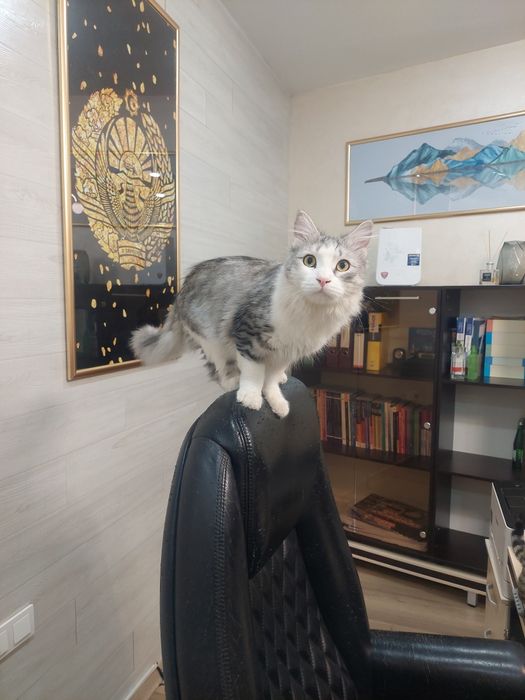 Котенок мальчик кастрированный Ташкент