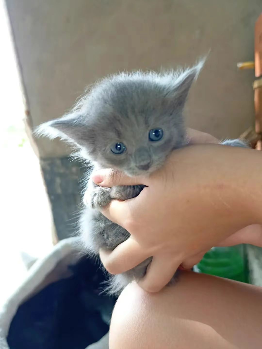 Котята 3 месяца один вислоухий