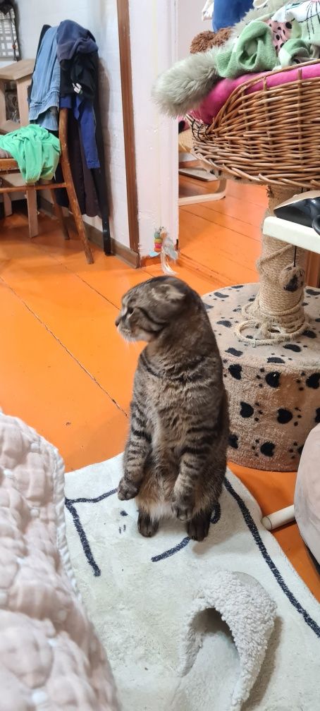 Пропал кот вислоухий