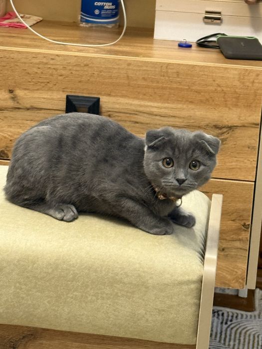 Котёнок Шотландский вислоухий