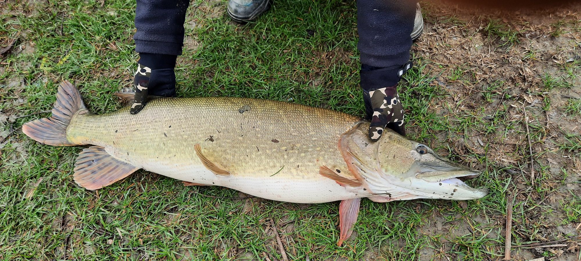 Trofeu cap Știuca 11.4 kg