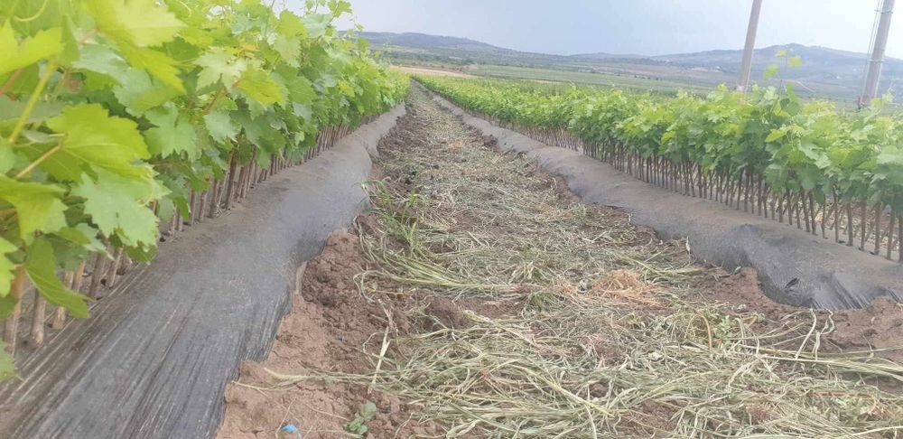 Producător butasi vita de vie