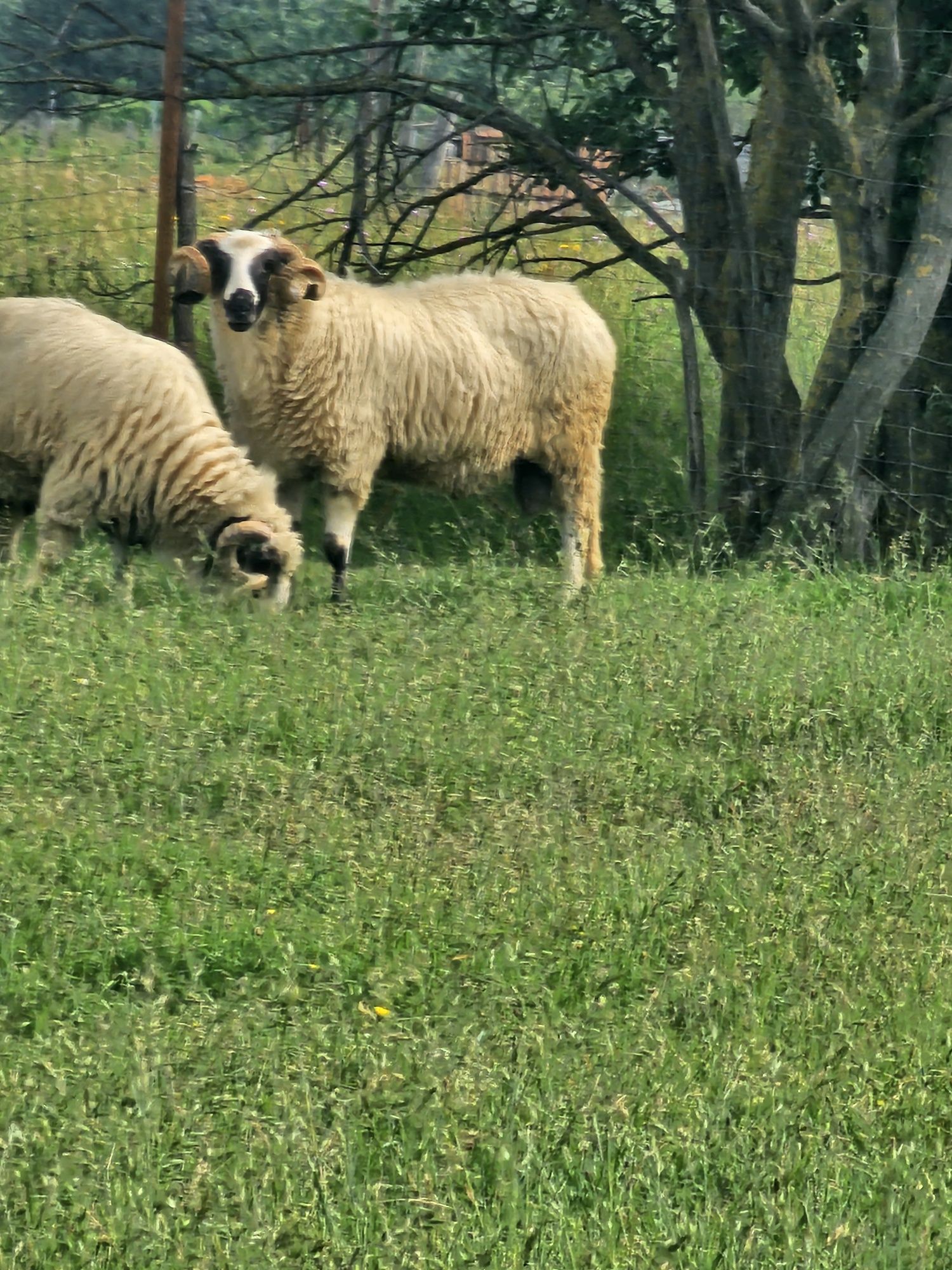 Vand berbeci brezii,miori,berbecuti