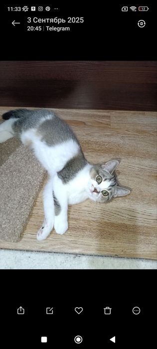 Скотиш страйт 7 месяцев девочка