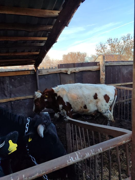 Продам бычка !!!