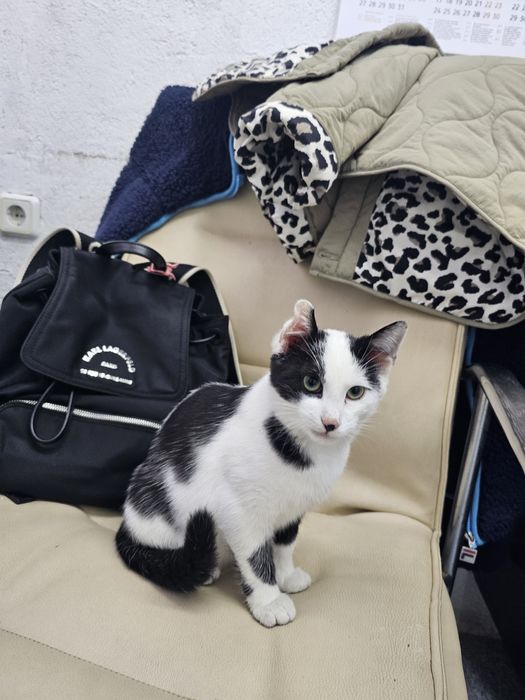 Малко котенце момиче.