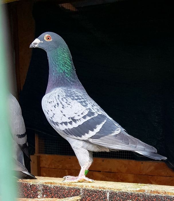 Porumbei voiajori masculi