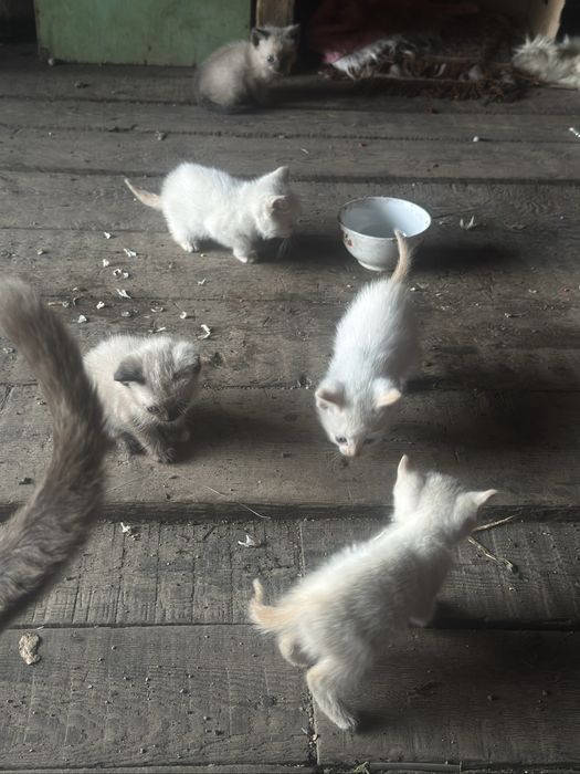 Отдам котят красивых