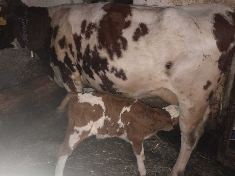 Vacă cu vițel de vânzare