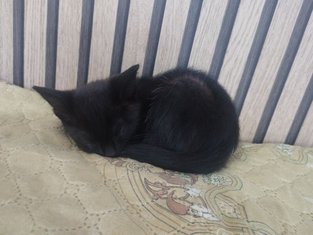 Котенка в хорошие руки